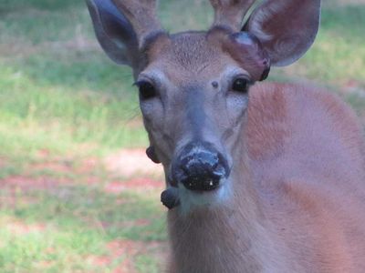 Mutant Deer Spotted After 'Demon Squirrels' And 'Rabbits With Tentacles' - Fears Of Animal Zombie Outbreak Grow