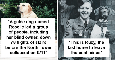 50 Fascinating Historical Photos That Might Change Your Perspective On Pets