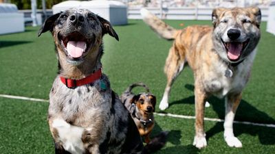 Rising vet costs and abandonment are putting Europe’s pets at risk