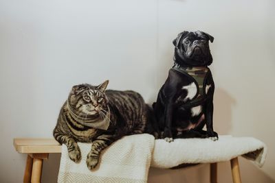 Ozempic For Pets: New Drug Being Tested For Animal Obesity - Here's What We Know