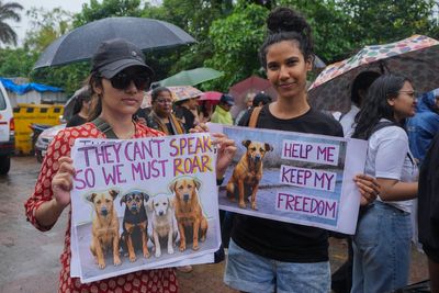 India’s Supreme Court orders stray dogs released to New Delhi streets in modified ruling