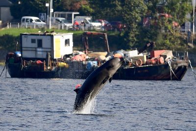 Whales and dolphins are increasingly getting stranded around Scotland’s shores, study warns