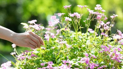 It may be very tempting, but is it ever ok to pick flowers from someone else's yard? Experts discuss the reasons to refrain
