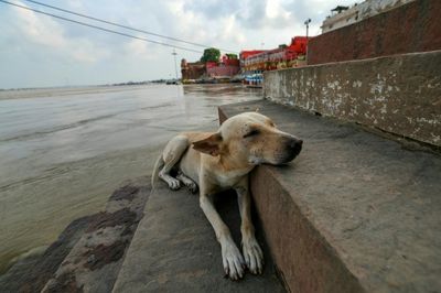 India Walks Back Order To Clear Delhi Of Stray Dogs