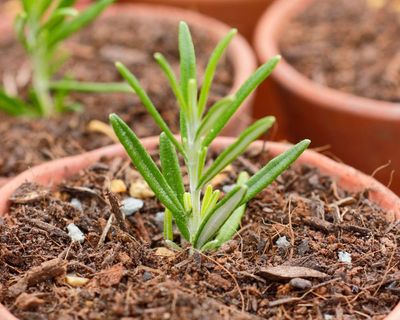 The time is right to take plant cuttings – and they’re easier to grow than you might think