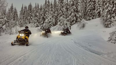 Snowmobiler Who Ran Over a Wolf and Brought It To a Bar Indicted For Animal Cruelty