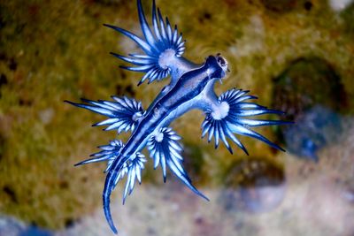 Beaches closed in Spanish holiday spot after dangerous and rare sea slug spotted