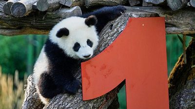 Berlin Zoo panda twins Leni and Lotti celebrate first birthday