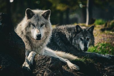 Wolf hunting in western US does little to prevent livestock losses, study finds