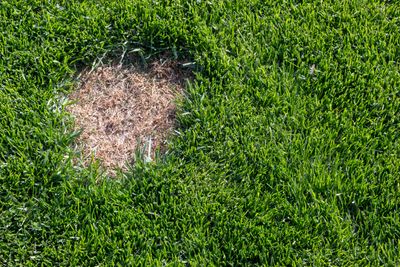 9 Surprising Reasons You’re Seeing More Dead Patches of Grass