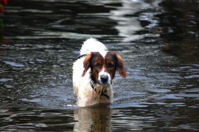 5 Things Every Pet Owner Should Check Before Storm Season