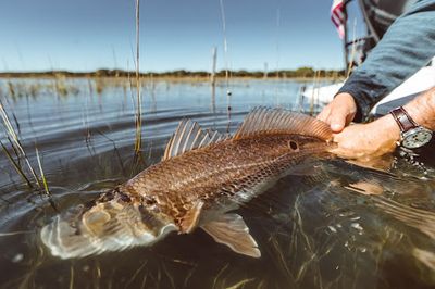 Saltwater Serenity: The Allure of Fishing with Peter Lawson-Johnston in Charleston's Lowcountry