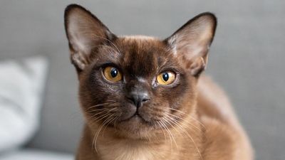 The attention-loving Burmese cat is high on energy (and life!)