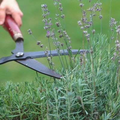 Is the 8-8-8 lavender pruning technique the 'foolproof' secret to better blooms?