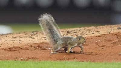 Squirrel Briefly Holds Up Play During Red Sox-Yankees Game