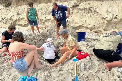 Hurricane Erin never hit land or caused major damage, but endangered turtle nests weren't so lucky