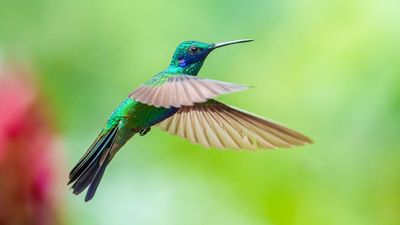 Hummingbirds love this one plant — and I think you’ll fall in love with it too