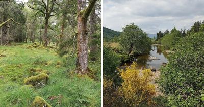 Why this ancient and 'enchanting' woodland is Scotland's most magical to visit