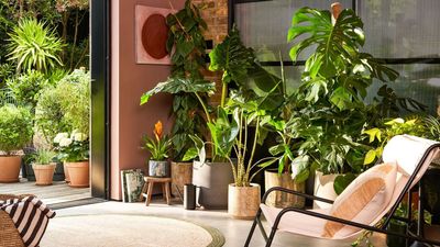 5 Types of Tropical Houseplants for a Home That Feels Like Summer, All-Year Round