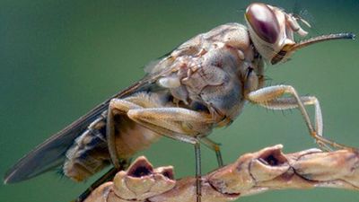 WHO declares Kenya free of deadly sleeping sickness after decades