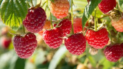 When and how to prune raspberries: expert advice for homegrown crops
