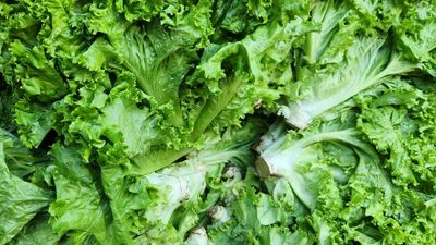 TikTok’s latest sleep hack involves drinking lettuce water – but does it actually work?
