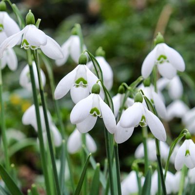 These are the 5 prettiest snowdrop varieties to grow for stunning spring displays