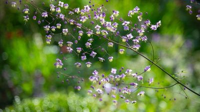 How to grow thalictrum – to enjoy colorful floral clouds, and take your cottage garden borders to the next level