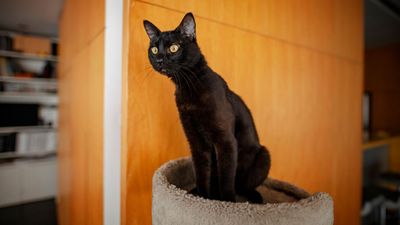 8 black cat breeds that will bring you luck