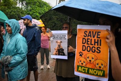 India’s top court ordered 1 million stray dogs be removed from the streets. The backlash was immediate