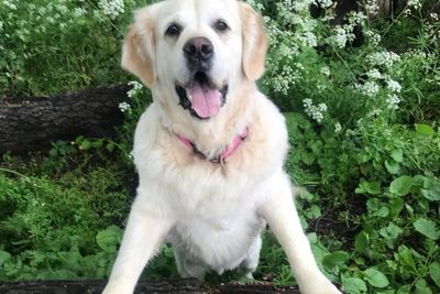 Ozempic for dogs? I’d happily put my food-obsessed golden retriever on ‘Wagovy’