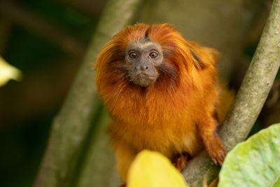 Chester Zoo Tickets and Discounts: Best Times to See the Rare Golden Lion Tamarins