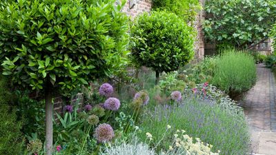 5 beneficial insects that are working hard to look after your garden plants without you realizing – how to protect and encourage them in your yard