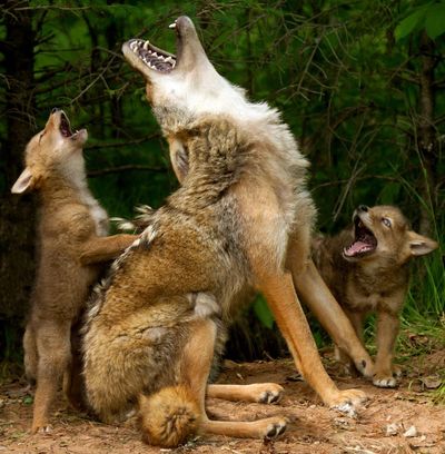 Wily coyotes thrive in Central Park as animals adapt to urban life across US