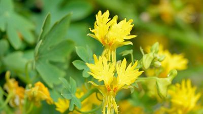 How to grow the Canary creeper – for a yellow-flowering climber that will prove irresistible to migrating hummingbirds
