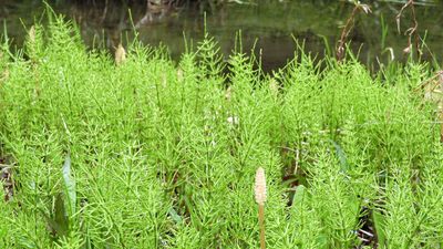 Horsetail is hard to eradicate, but garden experts recommend 5 methods for getting rid of this problematic weed