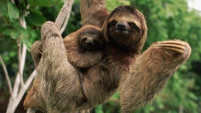 What is the world's slowest animal?