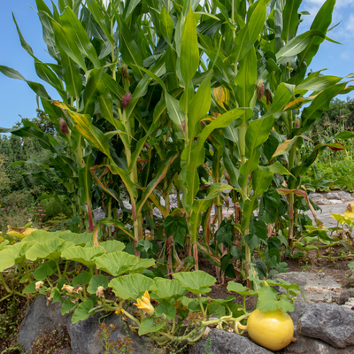 This centuries-old Native American planting trick is ideal for small gardens – and it delivers bumper crops