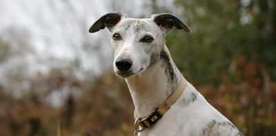 ‘We’re all triers’: Toni Jordan meditates on a childhood with greyhounds and gamblers