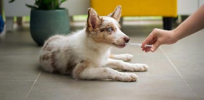 Yes, vets sometimes prescribe human drugs to pets. But don’t try it at home