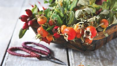 I had no idea that this surprising ingredient was so versatile – I can't wait to use rosehips for fall recipes