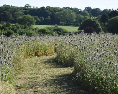 Country diary: Five acres of prickly puzzle