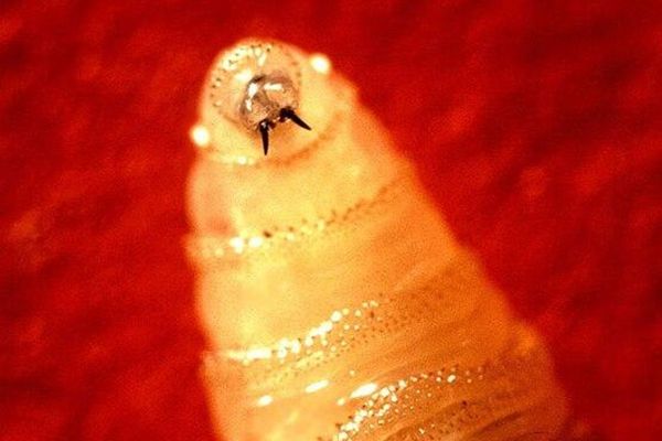 Deadly flesh-eating screwworm found infecting person in US for first time in years