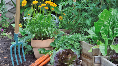How to tell if your vegetables are ready to harvest — garden pros share the top signs