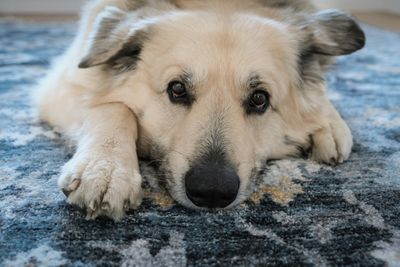 Myths and Facts About Canine Allergies