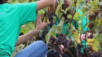 Heatwaves prompt early harvest across France's vineyards