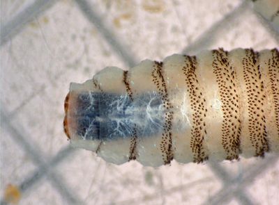 New World Screwworm Discovered For The First Time In The US: Is An Outbreak Of 'Human-Eating' Parasite Imminent?
