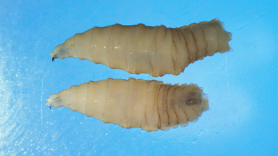 'Flesh-Eating Maggots' Back in the US After 60 Years – But Can the Deadly Screwworm Spread Between People?