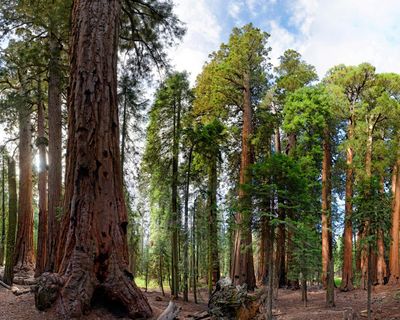 Thousands of illegal marijuana plants removed from California national park