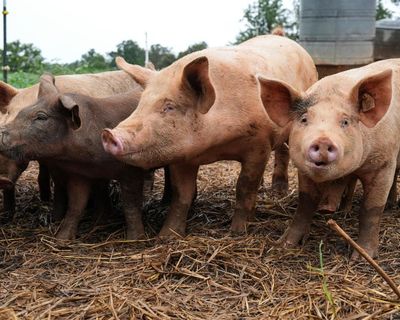 Surgeons transplant pig lung into brain dead human recipient for first time